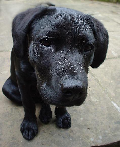 Black Dog Pictures